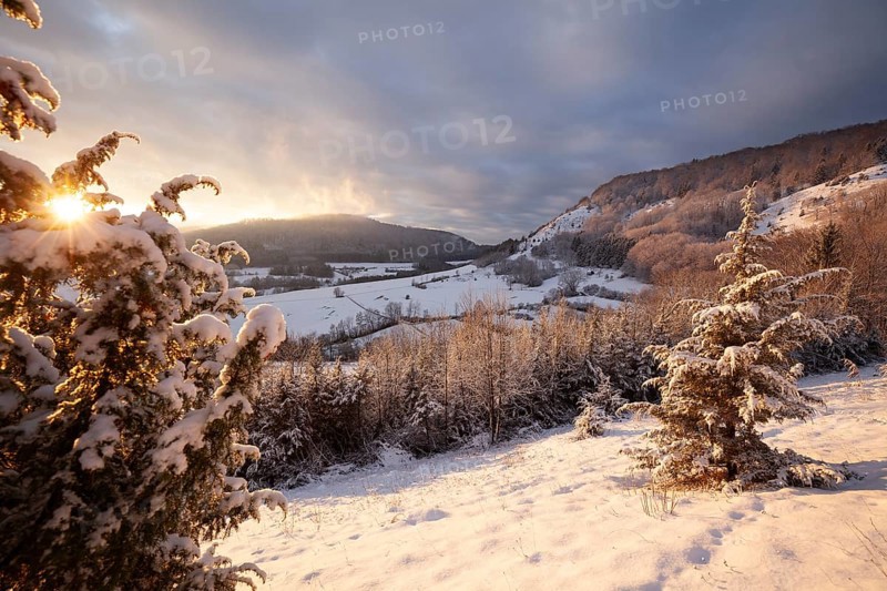 Christmas tree in the golden evening light of sunset Christental, Nenningen, Donzdorf, Baden-WÃ¼rttemberg. germany