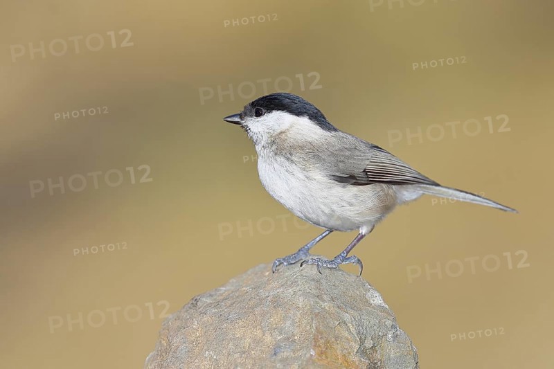 Swamp tit, (Parus palustris), sitting on a rock, autumn, wildlife, animals, tit family, songbird, birds, Wilnsdorf, North Rhine-Westphalia, Germany