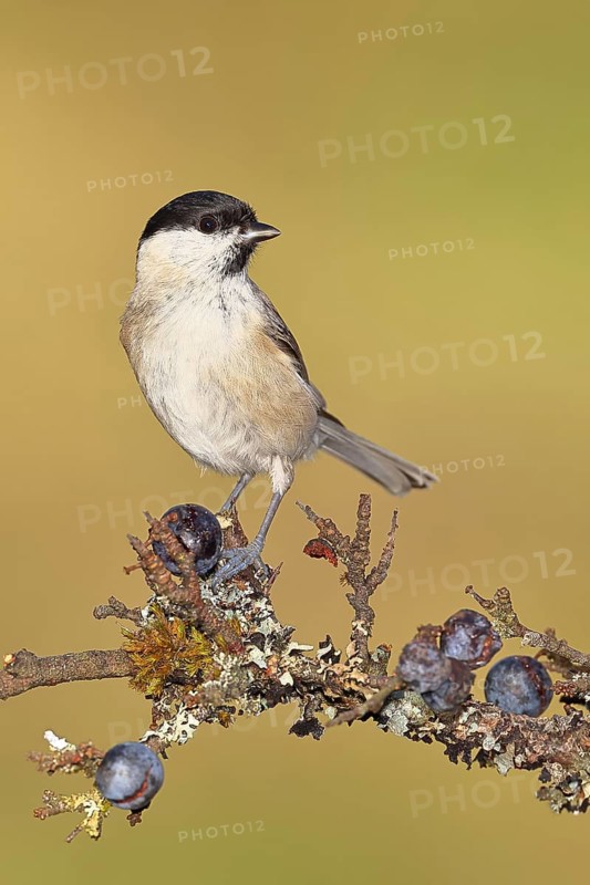Swamp tit, (Parus palustris), sitting on a branch in a blackthorn bush, (Prunus spinosa), sloes, with ripe fruit, autumn, wildlife, animals, tit family, songbird, birds, Wilnsdorf, North Rhine-Westphalia, Germany