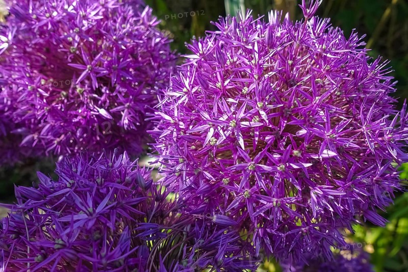 Leeks (Allium), ornamental garlic, large beautiful flowers, purple globes, flowers, plants, gardens, Germany