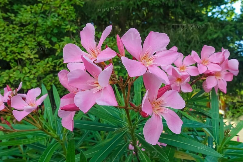 Oleander (Nerium oleander), rose laurel, large pink flowers, poisonous dogs, plants, gardens, Germany