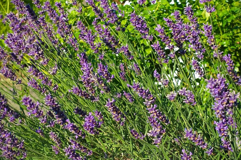 Lavender (Lavandula angustifolia), narrow-leaved lavender, ornamental plant, medicinal plant, purple flowers, flower bed, gardens, Germany
