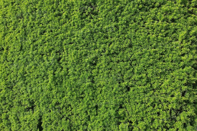 Yew (Taxus baccata), evergreen hedge, plants, gardens, Germany