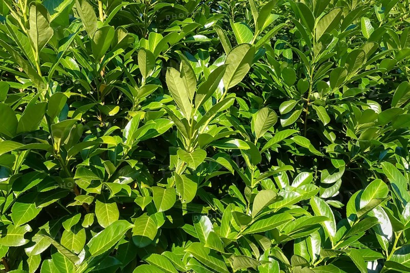 Cherry laurel, laurel cherry (Prunus laurocerasus), evergreen shrub, leaves, plants, gardens, Germany