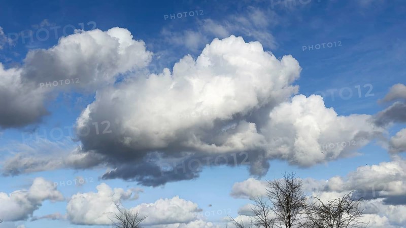 Large white cloud Cumulus against blue sky, birch alley and mixed forest down in front, Germany