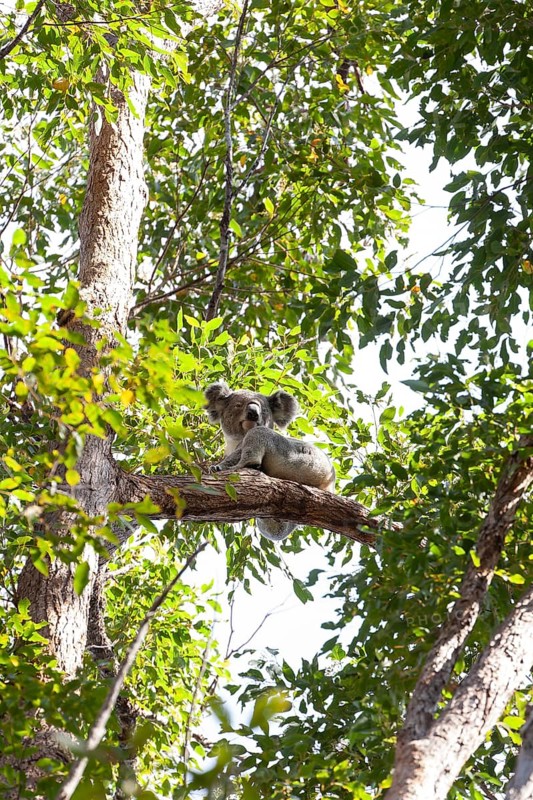 Koala on a tree in its natural habitat near Pumpenbil, Tweed Shire, New South Wales, Australia