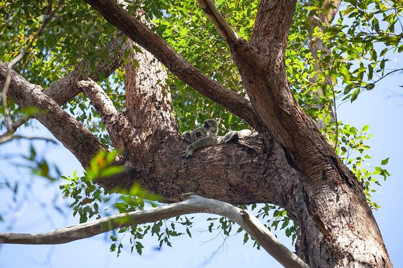 Koala on a tree in its natural habitat near Pumpenbil, Tweed Shire, New South Wales, Australia