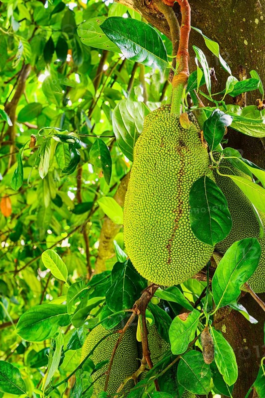 Jackfruit or Nangka (Artocarpus heterophyllus) plantation, Kandy, Sri Lanka