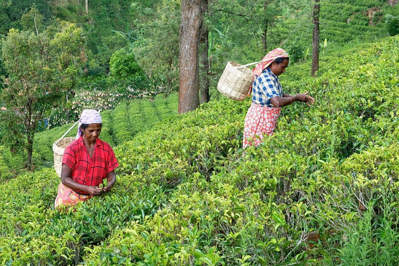 Tea picker harvesting in the Glenloch tea factory, Nuwara Eliya, Sri Lanka