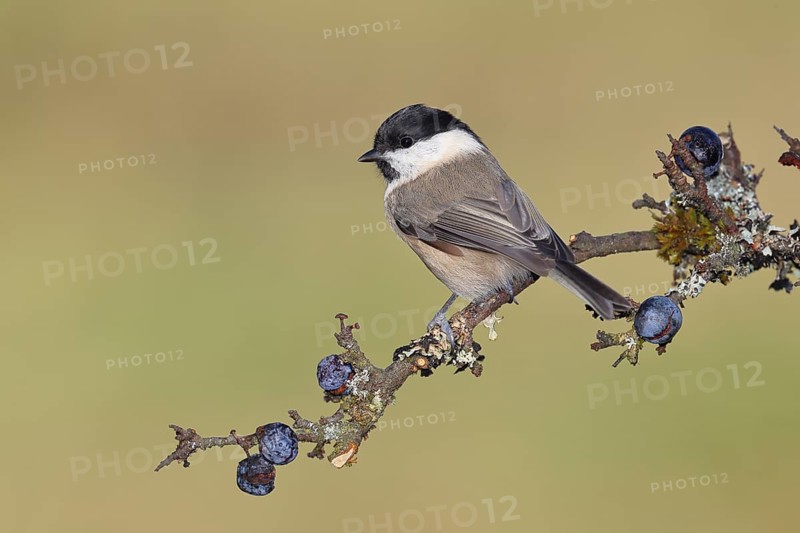 Willow tit (Parus montanus), sitting on a branch in a blackthorn bush, (Prunus spinosa), sloes, with ripe fruit, autumn, wildlife, animals, birds, Wilnsdorf, North Rhine-Westphalia, Germany