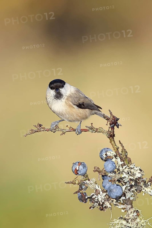 Willow tit (Parus montanus), sitting on a branch in a blackthorn bush, (Prunus spinosa), sloes, with ripe fruit, autumn, wildlife, animals, birds, Wilnsdorf, North Rhine-Westphalia, Germany