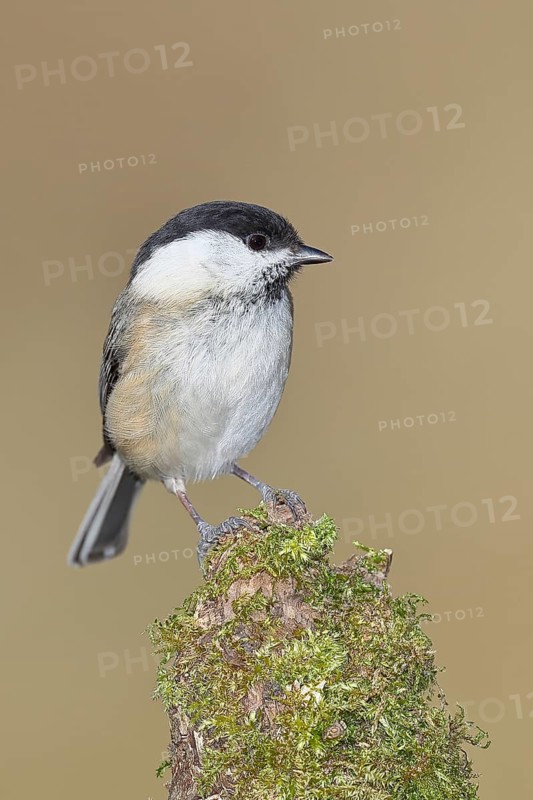 Willow tit (Parus montanus), willow tit (Parus montanus) sitting on a branch covered with moss, wildlife, animals, birds, Wilnsdorf, North Rhine-Westphalia, Germany