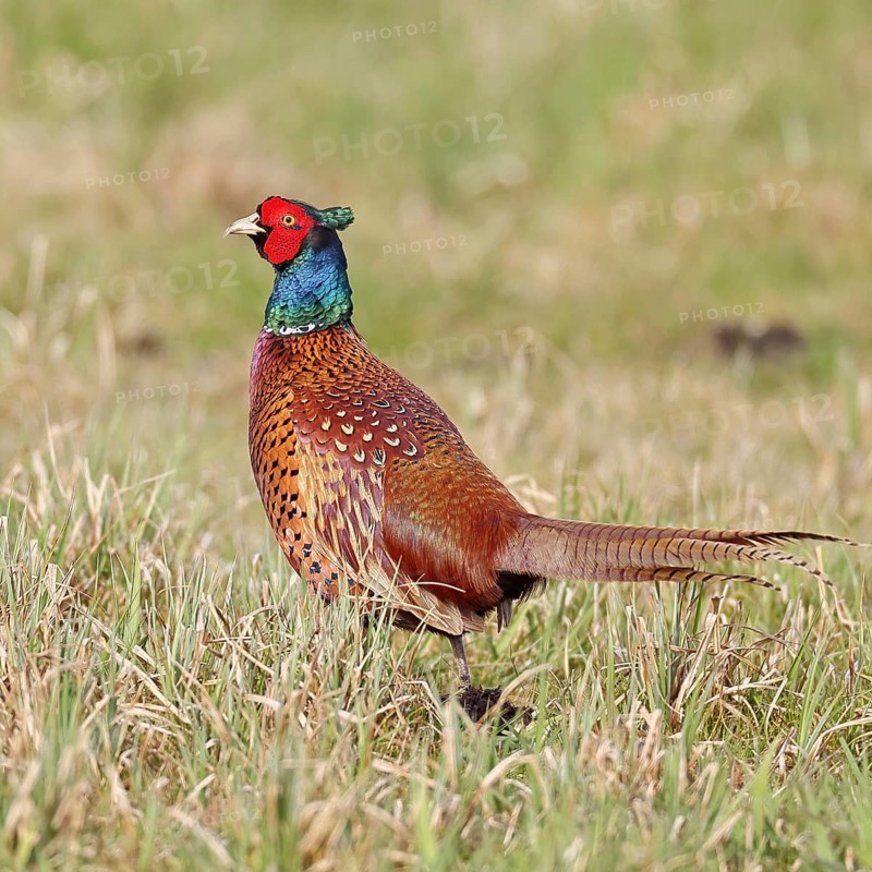 Pheasant, hunting pheasant (Phasianus colchicus), adult male bird in a meadow, wildlife, lembruch, ox moor, DÃ¼mmer nature park Park, Lower Saxony, Germany