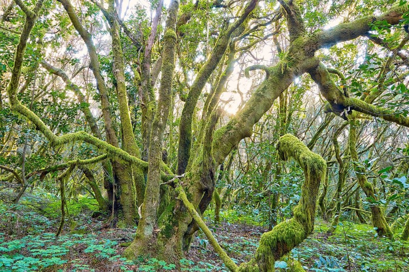 Huge trees covered with moss in the forest, laurel forest, La Laguna Grande, Garajonay National Park, UNESCO World Heritage Site, Biosphere Reserve, La Gomera, Canary Islands, Spain