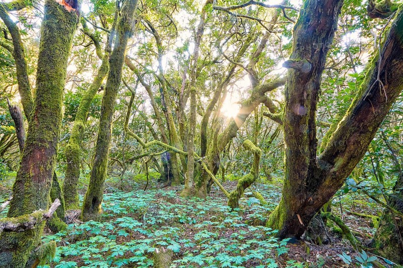 Dense green vegetation with sunlight in the forest, laurel forest, La Laguna Grande, Garajonay National Park, UNESCO World Heritage Site, Biosphere Reserve, La Gomera, Canary Islands, Spain