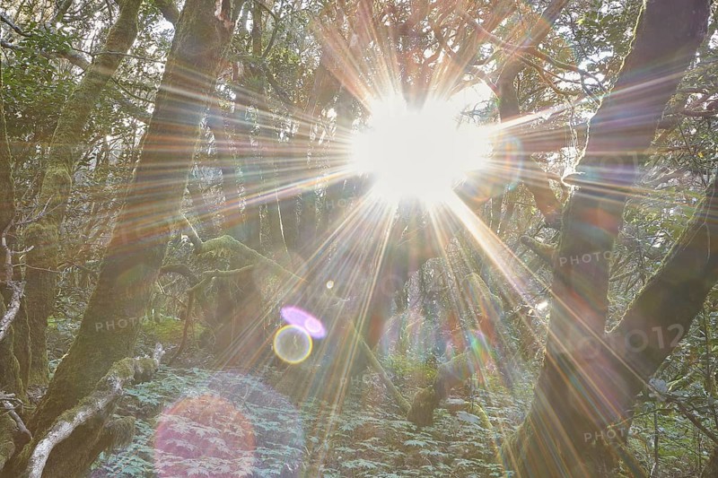 Bright sunlight breaks through the trees in the forest, Laurel Forest, La Laguna Grande, Garajonay National Park, UNESCO World Heritage Site, Biosphere Reserve, La Gomera, Canary Islands, Spain