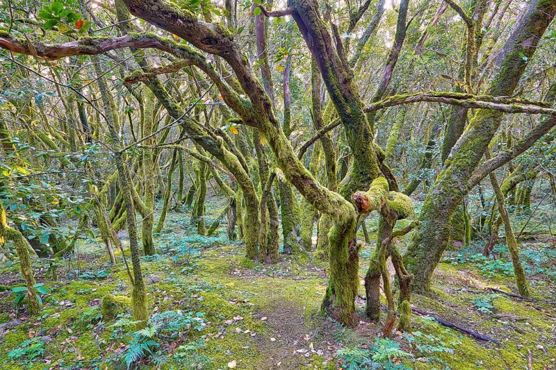 Tangled trees in thick, mossy forest, laurel forest, La Laguna Grande, Garajonay National Park, UNESCO World Heritage Site, Biosphere Reserve, La Gomera, Canary Islands, Spain