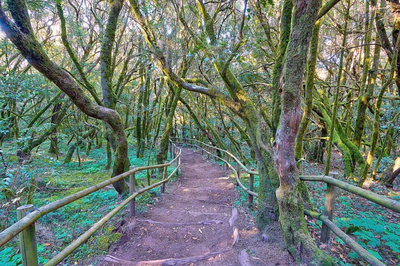 A wooded trail surrounded by mossy trees, laurel forest, La Laguna Grande, Garajonay National Park, UNESCO World Heritage Site, Biosphere Reserve, La Gomera, Canary Islands, Spain