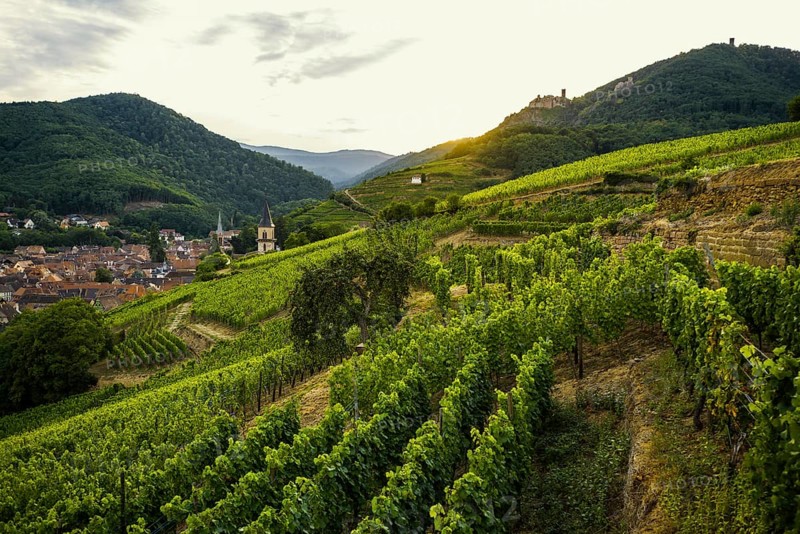 Village in the vineyards at sunset, Ribeauvillé, Haut-Rhin department, Alsace, France