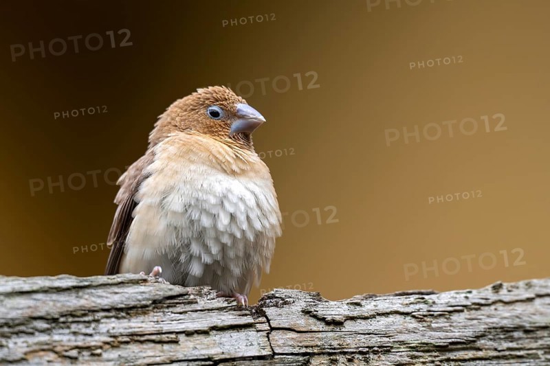 Nutmeg, nutmeg finch, nutmeg bronze male (Lonchura punctulata), young bird, animal world Herberstein, Herberstein, Styria, Austria