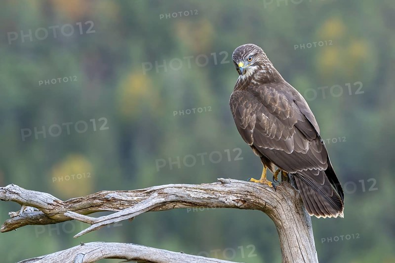 Buzzard (Buteo buteo) sitting on a branch, Terfens, Tyrol, Austria
