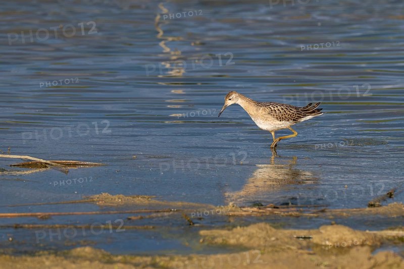 Combat runner (Calidris pugnax) searching for food in shallow water, simple dress, Naturquartier Grosswilfersdorf, Grosswilfersdorf, Styria, Austria