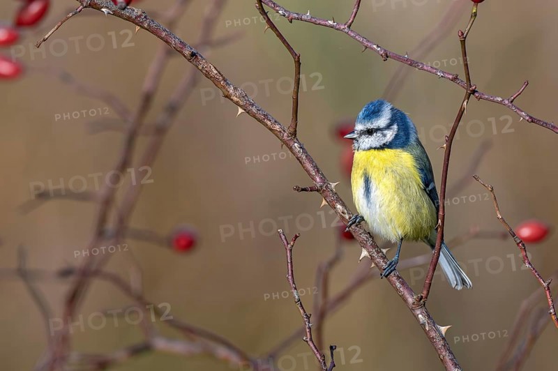 Blue tit (Parus caeruleus) sitting on a branch of an autumnal wild rose bush, Littlewood Ranch, Limbach, Burgenland, Austria