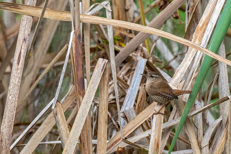 Wren (Troglodytes troglodytes) sitting on the banks of a pond, Littlewood Ranch, Limbach, Burgenland, Austria