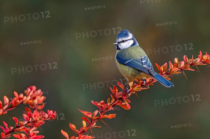 Blue tit (Parus caeruleus) sitting on an autumn barberry branch, Littlewood Ranch, Limbach, Burgenland, Austria
