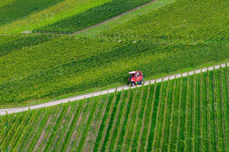A red grape harvester moves on a road in the vineyards, grape grape harvest, near Korb im Remstal, Baden-WÃ¼rttemberg, Germany