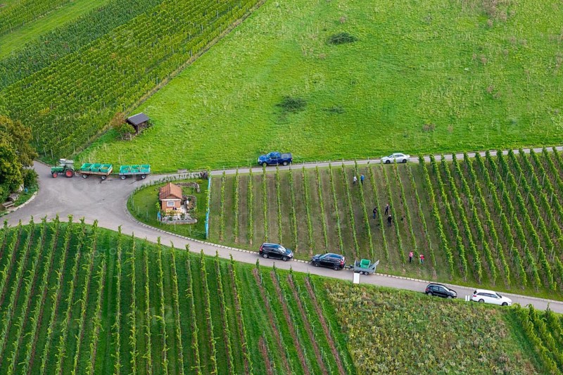 Harvesters in vineyards, cars on a road, lush green surroundings, grape grape harvest, near Korb im Remstal, Baden-WÃ¼rttemberg, Germany