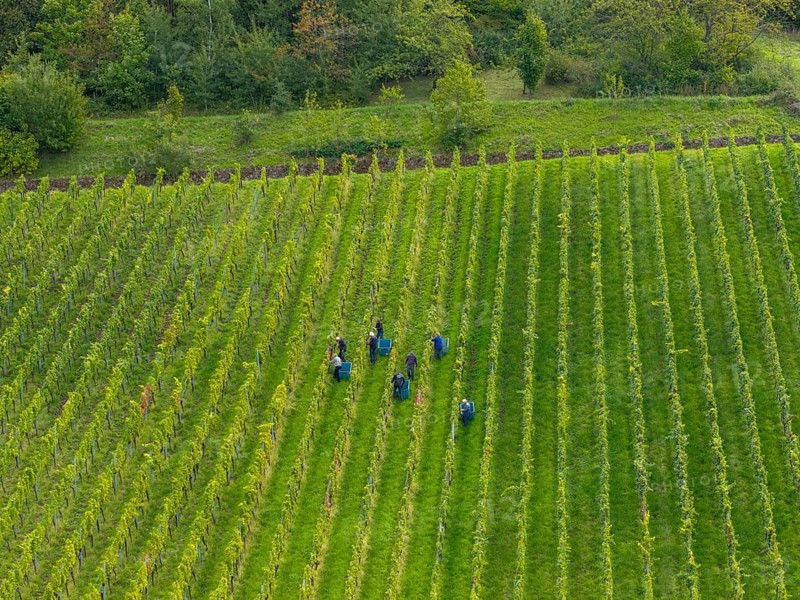 Workers grape harvest grapes in a green vineyard with arranged rows, grape harvest, near Korb im Remstal, Baden-WÃ¼rttemberg, Germany