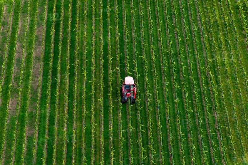 A grape harvester drives through orderly green fields, plants planted in straight lines, grape grape harvest, near Korb im Remstal, Baden-WÃ¼rttemberg, Germany