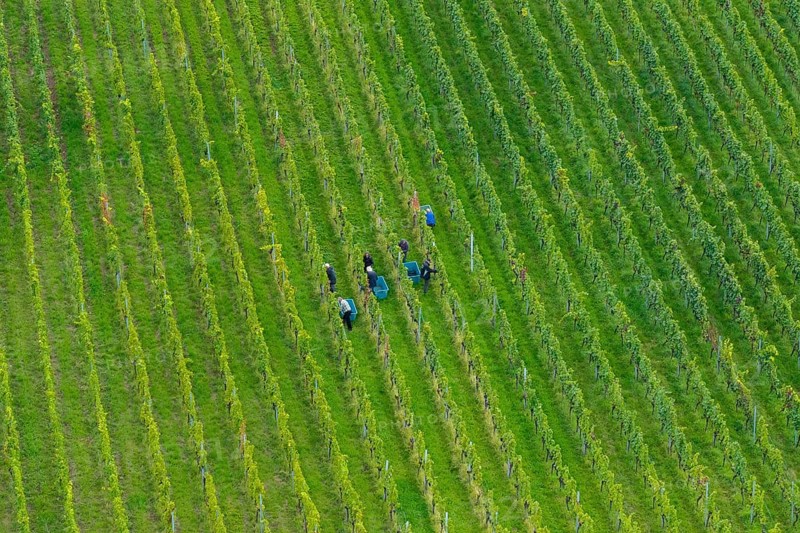 People work in a green vineyard from a bird's eye view, grape grape harvest, near Korb im Remstal, Baden-WÃ¼rttemberg, Germany