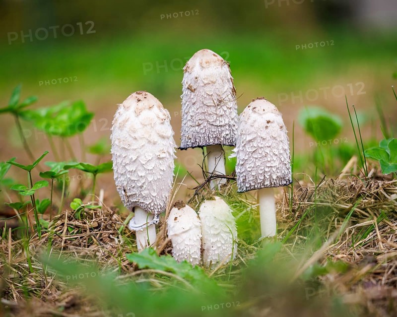 Schopf tintling (Coprinus comatus), Germany