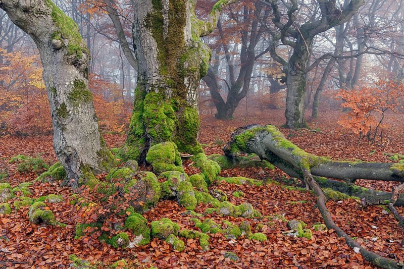 Beech in Hutewald Halloh, Hesse, Germany