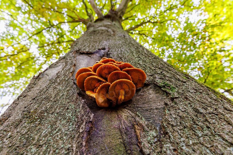 Tree fungus on a beech tree, Germany