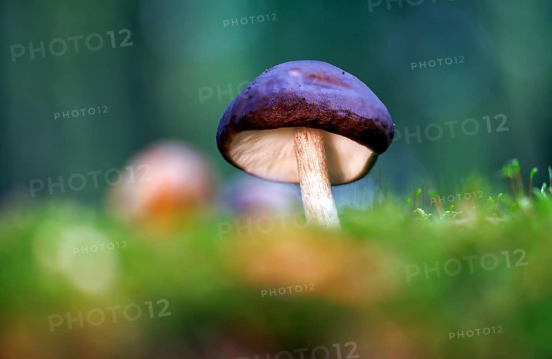 Brown roof mushroom (Pluteus cervinus), Germany