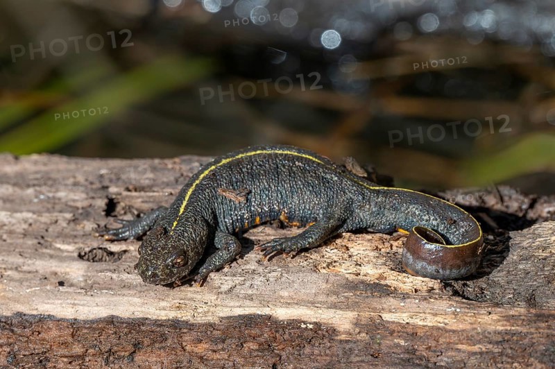 Alpine crested newt (Triturus carnifex), or Italian crested newt, Littlewood Ranch, Limbach, Burgenland, Austria