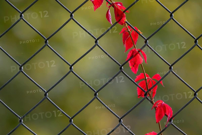 Red grape leaves on a wire tooth, Herberstein Wildlife, Herberstein, Styria, Austria
