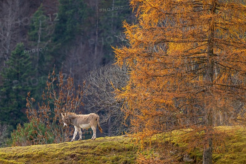 Donkey and autumnal larch, Heuberg, Strans, Tyrol, Austria