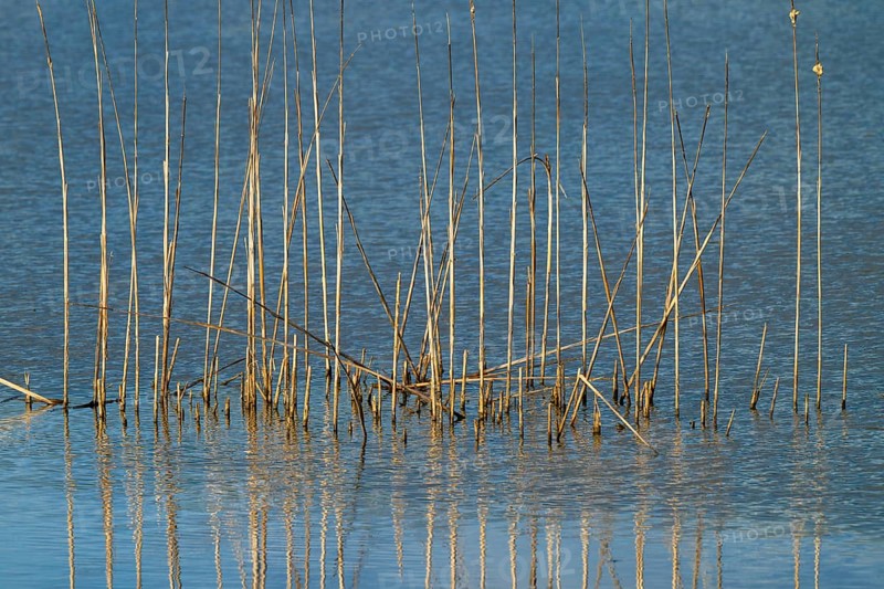 Reed (Phragmites australis), Naturquartier Grosswilfersdorf, Grosswilfersdorf, Styria, Austria