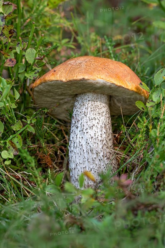 Birch Röhrling (Leccinum scabrum), Pillberg, Pill, Tyrol, Austria