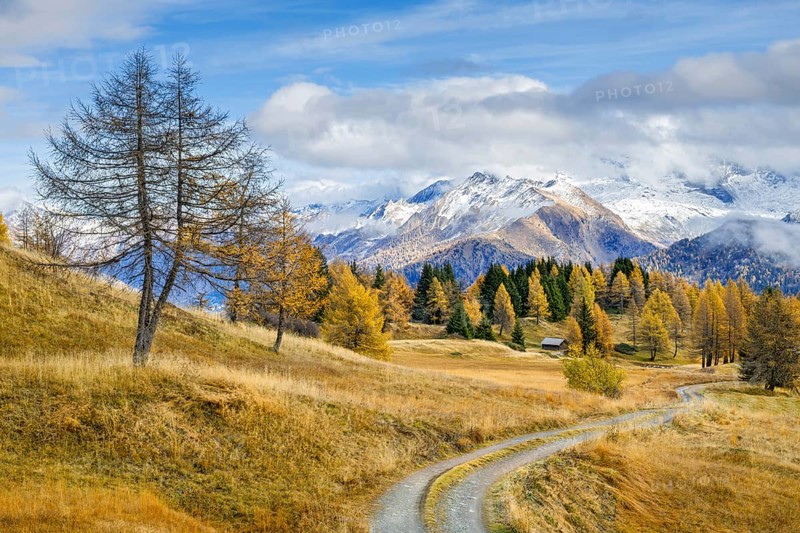 Autumnal larch meadows, behind Olperer, FuÃŸstein, Schrammacher, Sagwandspitze, Vinaders, Tyrol, Austria