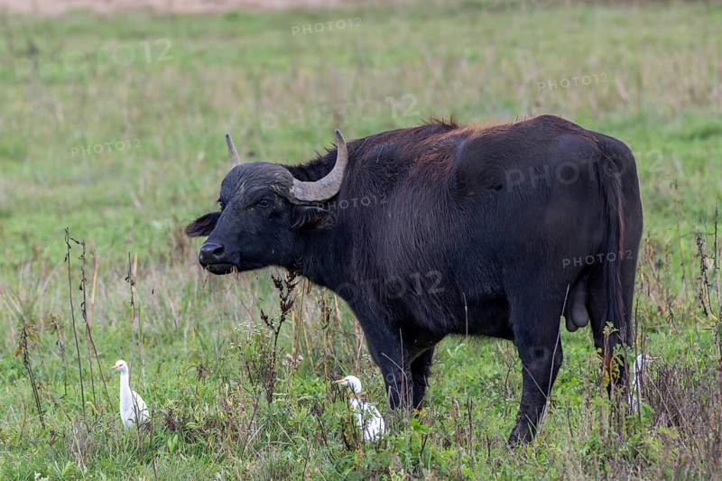 Water buffalo (Bubalus arnee) and cow heron (Ardea ibis, synonym: Bubulcus ibis), Naturquartier Grosswilfersdorf, Grosswilfersdorf, Styria, Austria