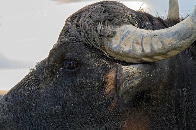 Water buffalo (Bubalus arnee), Naturquartier Grosswilfersdorf, Grosswilfersdorf, Styria, Austria