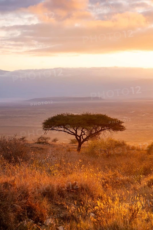 Umbrella macaque in savanna landscape at sunrise, atmospheric morning light, view of the Ngorongoro Crater, Ngorongoro Conservation Area, Tanzania