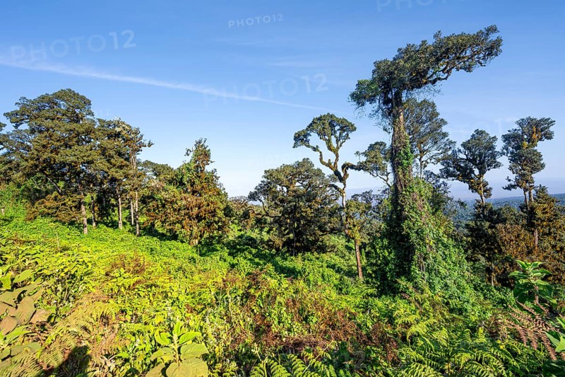 Trees, forest on the crater rim of Ngorongoro Crater, Ngorongoro Conservation Area, Tanzania