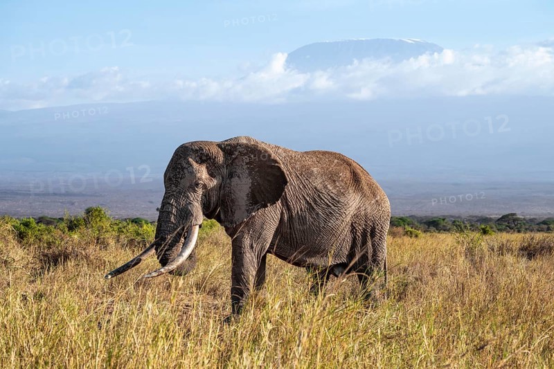 African elephant (Loxodonta africana) in picturesque landscape with the summit of Mount Kilimanjaro, the famous Super Tusker elephant Craig and Pascal, old male with long tusks, in atmospheric evening light, Kajiado County, Kenya