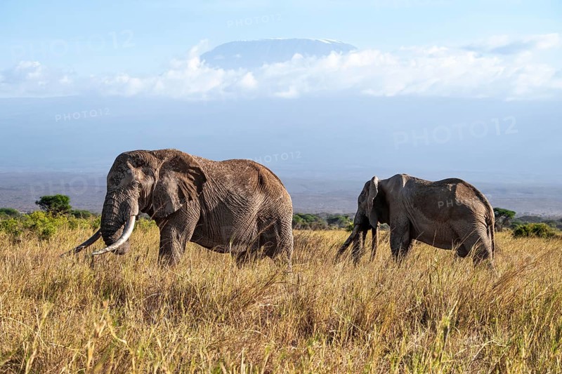 African elephants (Loxodonta africana) in picturesque landscape with the summit of Mount Kilimanjaro, the famous Super Tusker elephant Craig, old male with long tusks, in atmospheric evening light, Kajiado County, Kenya